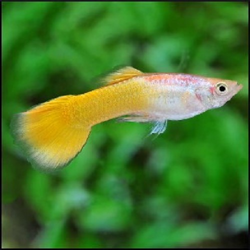 Poecilia reticulatus - Guppy male jaune tuxedo